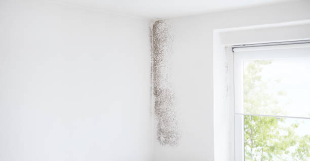 Mold Remediation for Rental Properties in Odessa, TX