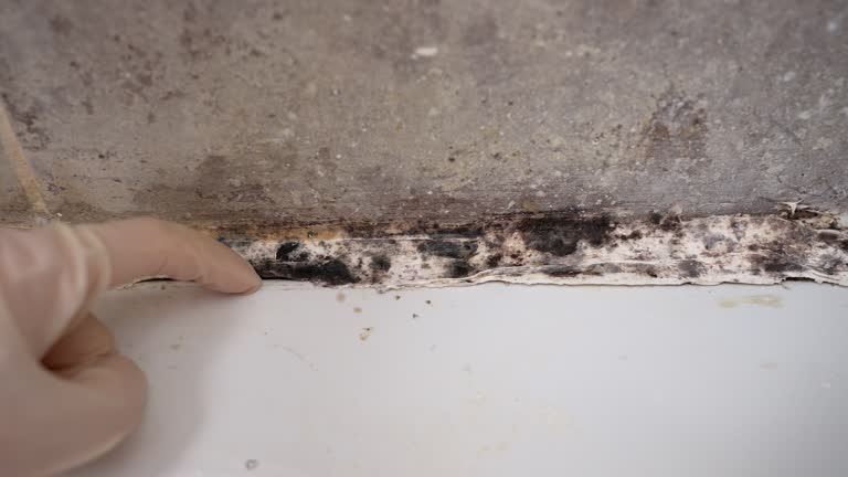 Environmental Consulting for Mold Prevention in Odessa, TX